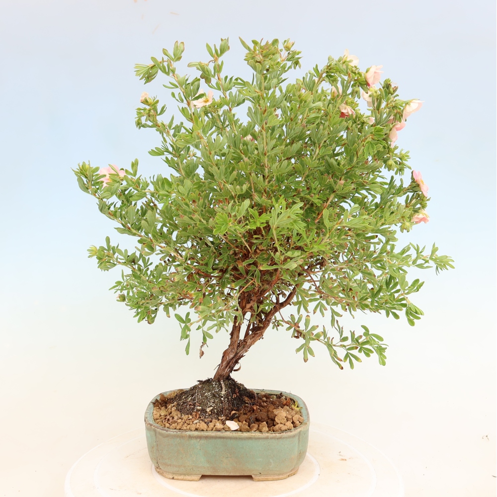 Venkovní bonsai-Mochna křovitá - Potentila fruticosa Bellissima