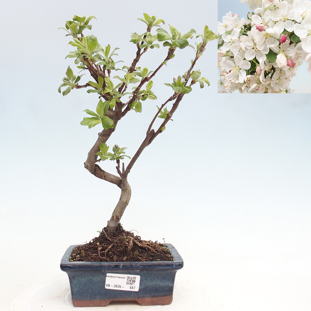 Venkovní bonsai -Malus halliana - Maloplodá jabloň