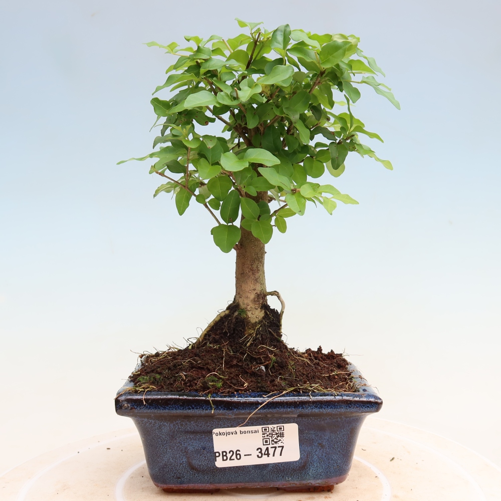 Pokojová bonsai -Ligustrum chinensis - Ptačí zob
