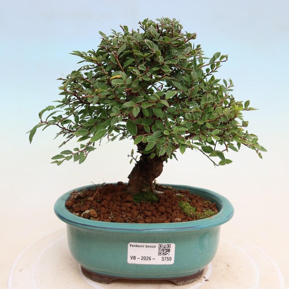 Venkovní bonsai - Zelkova - Zelkova NIRE