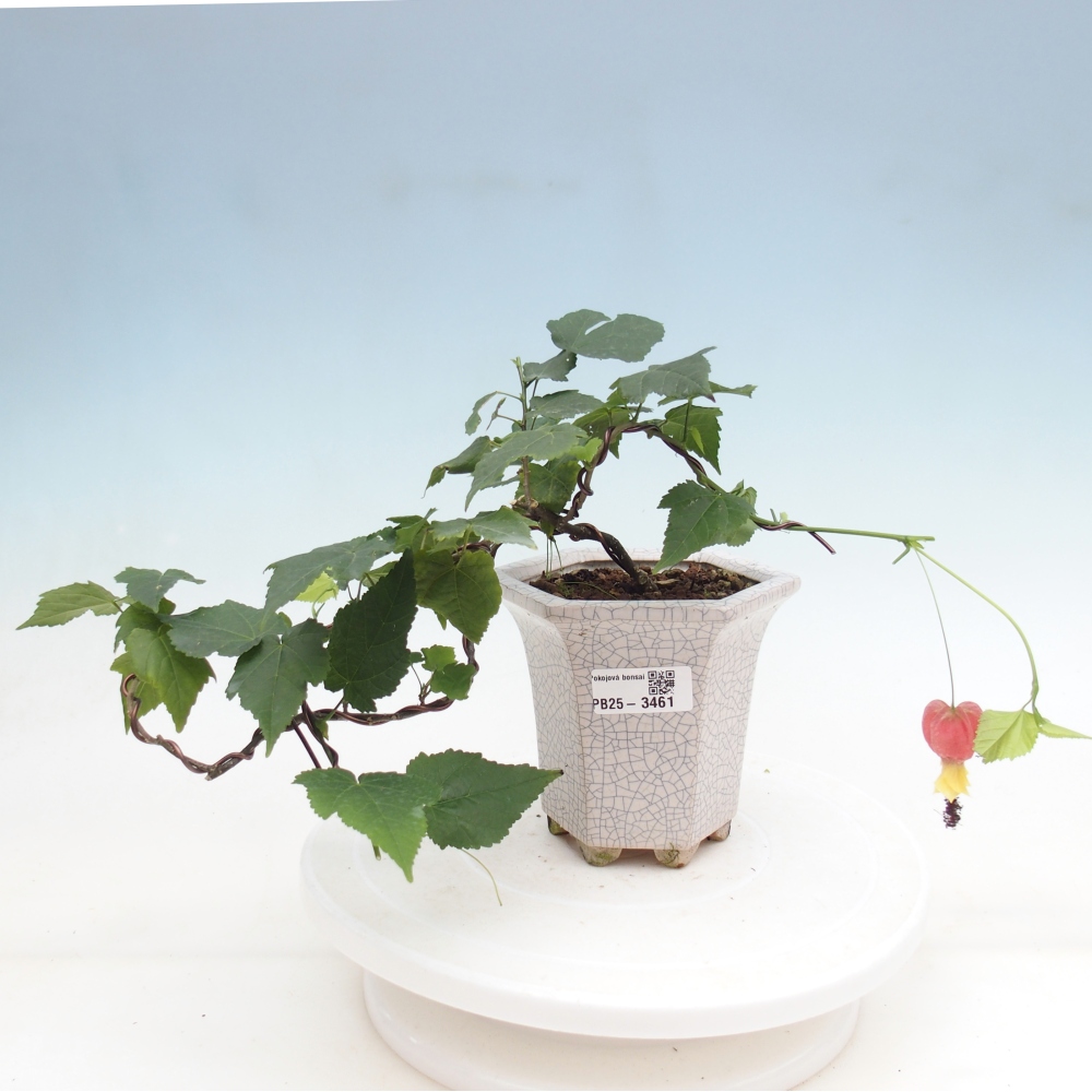 Pokojová bonsai - Abutilon Big Bell - Mračňák poříční