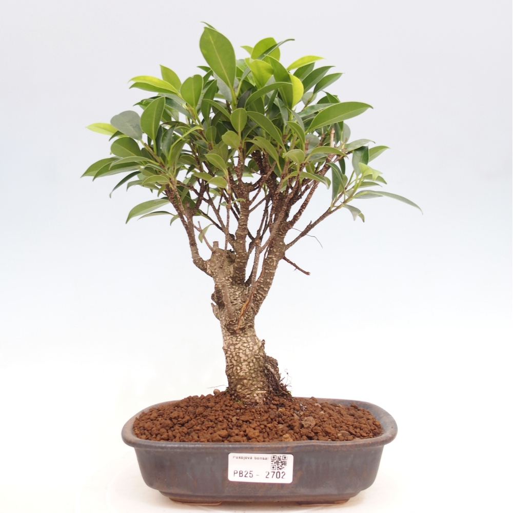 Pokojová bonsai - Ficus retusa -  malolistý fíkus