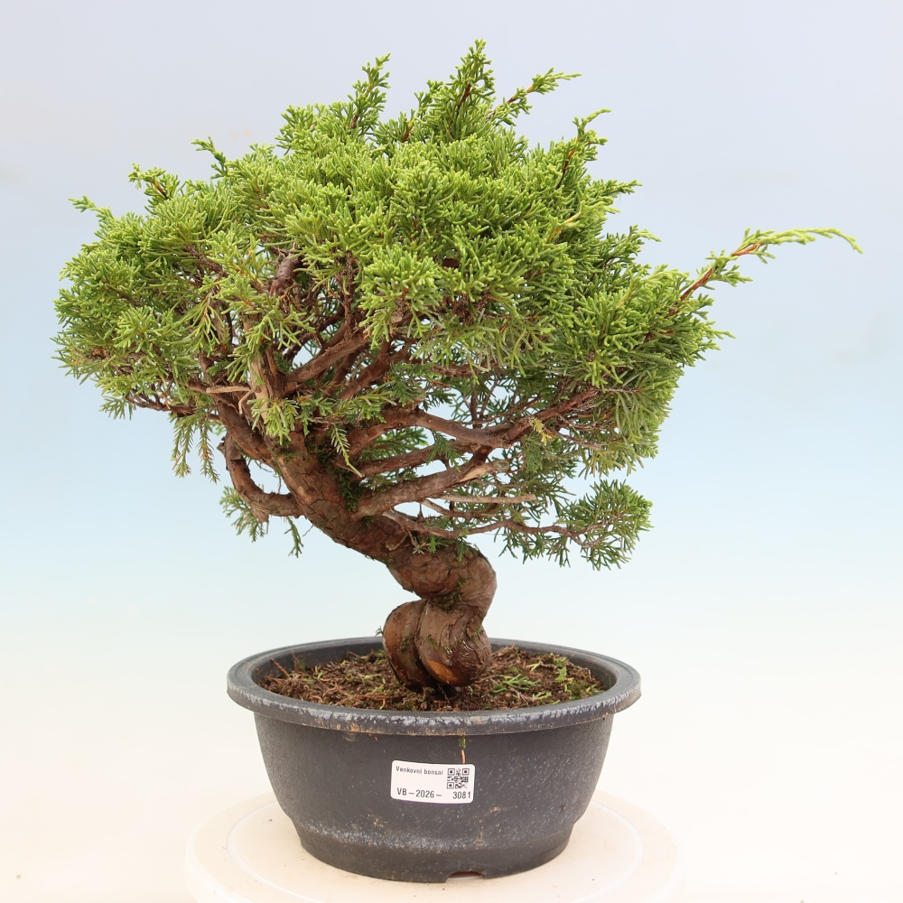 Venkovní bonsai - Juniperus chinensis Itoigawa-Jalovec čínský