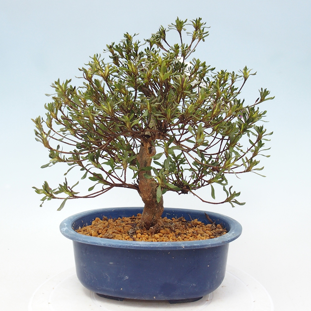 Venkovní bonsai - Japonská azalka - Azalea Ryusen