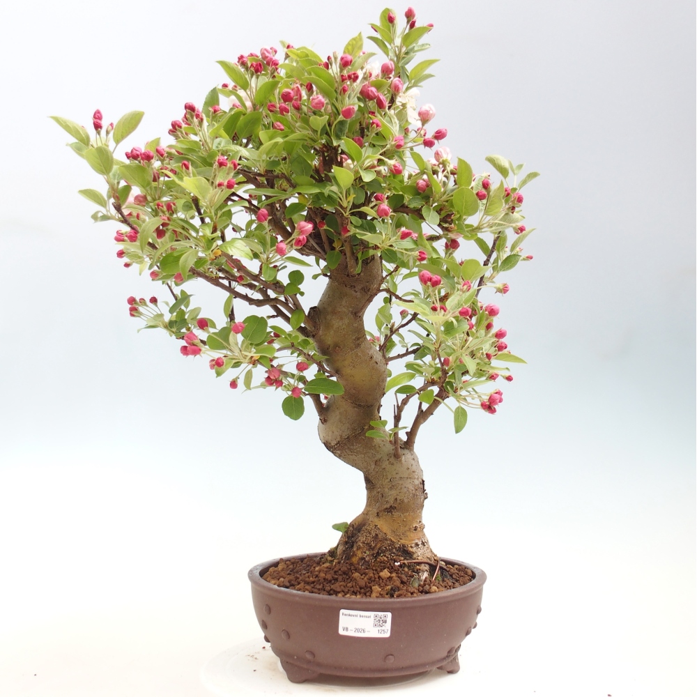 Venkovní bonsai -Malus halliana - Maloplodá jabloň