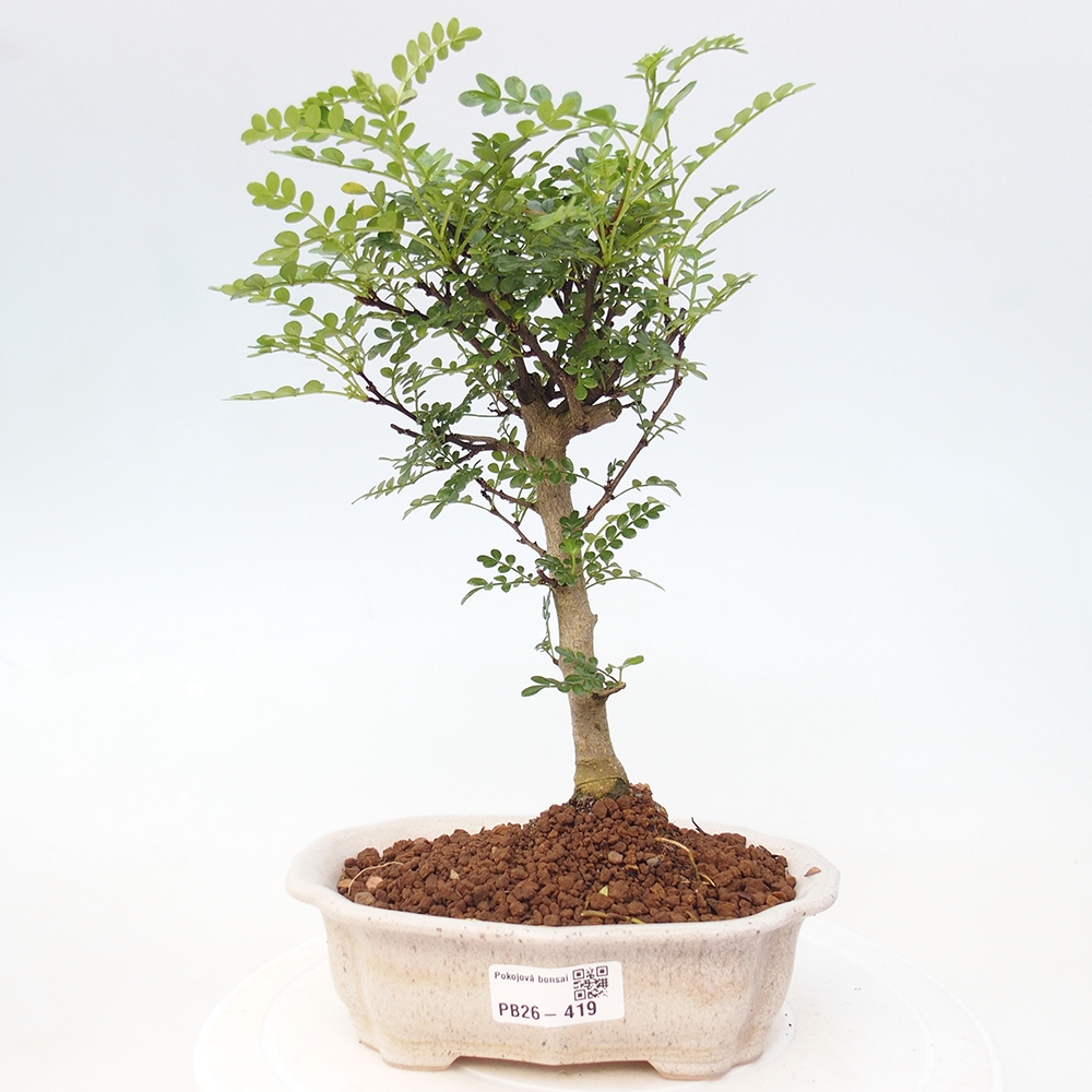 Pokojová bonsai - Zantoxylum piperitum - Pepřovník