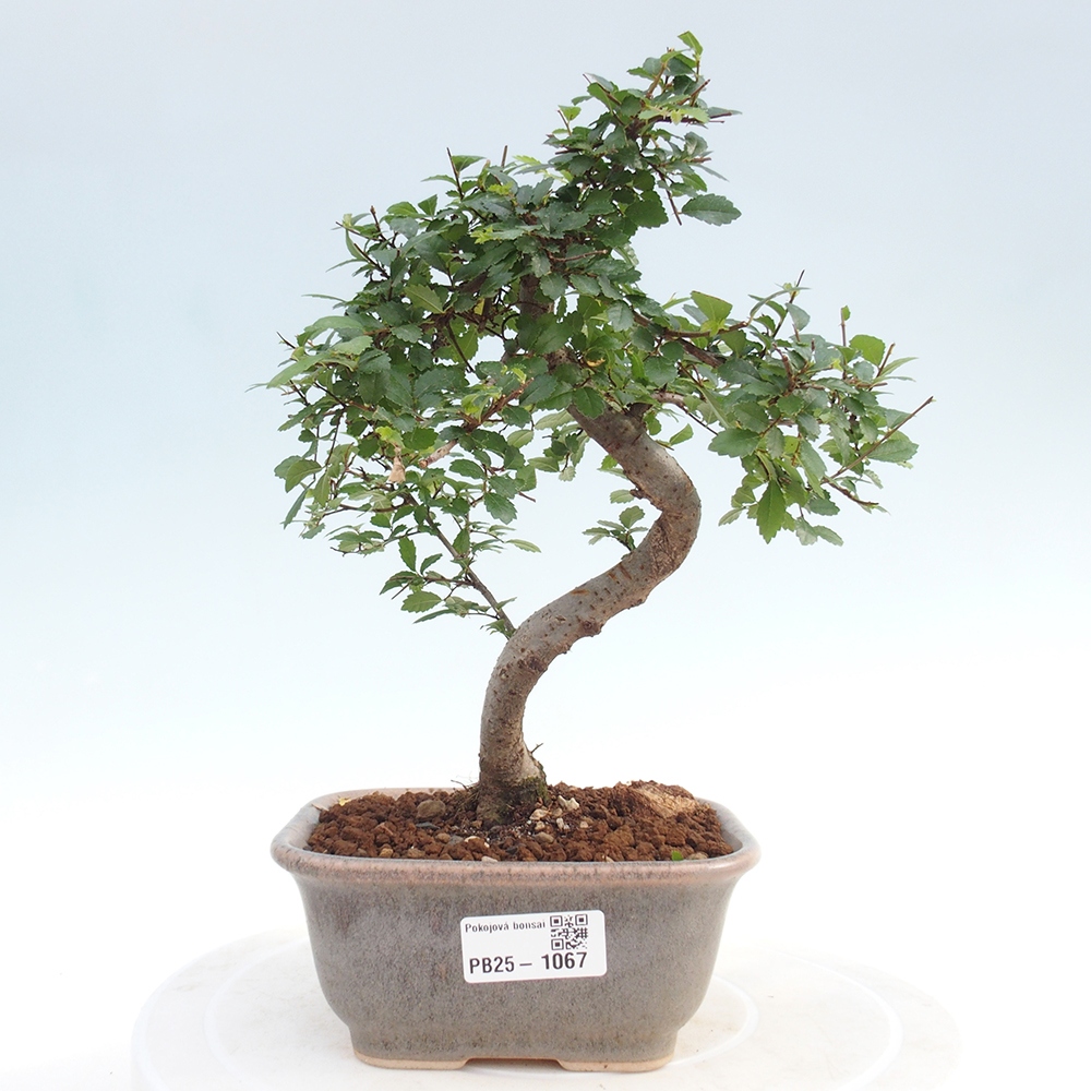 Pokojová bonsai-Malolistý jilm 