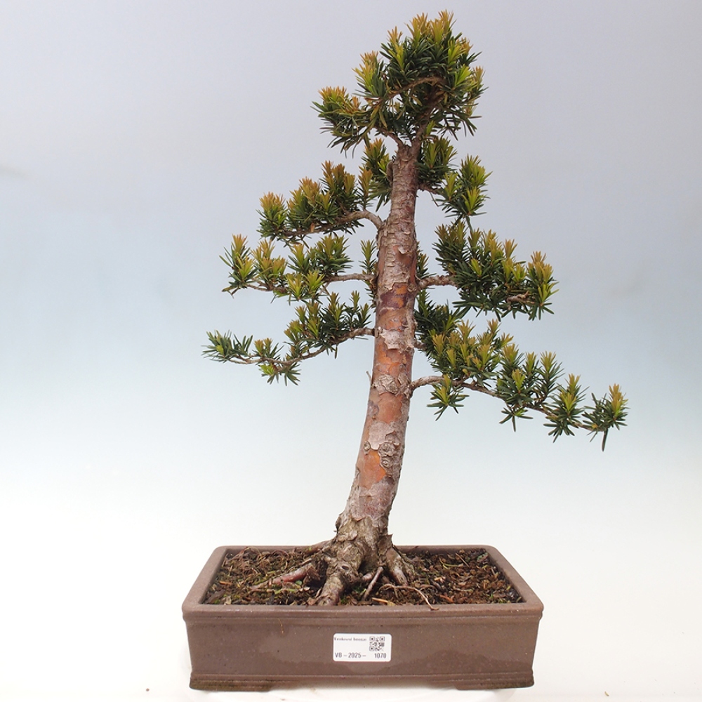 Venkovní bonsai - Taxus cuspidata  - Tis japonský