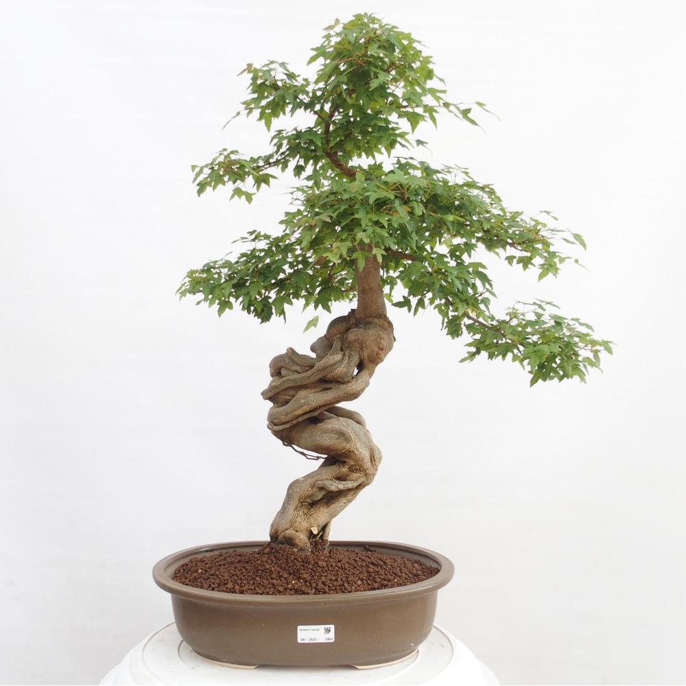 Venkovní bonsai - Acer Buergerianum - Javor Burgerův