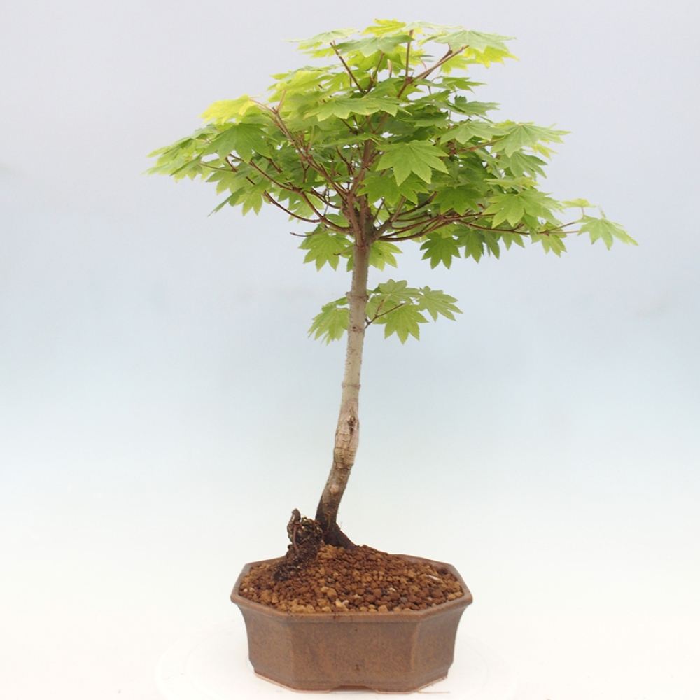 Venkovní bonsai - Javor palmatum katsura GISAN - Javor dlanitolistý