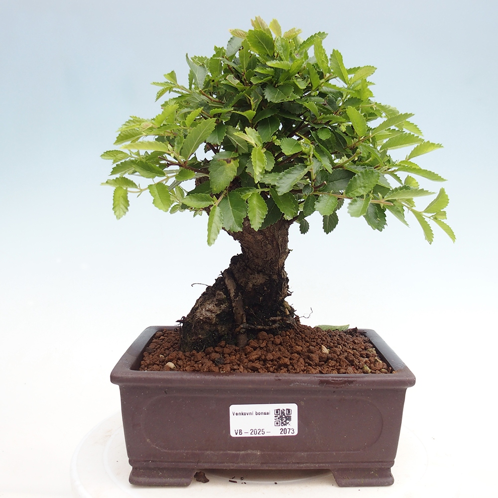 Venkovní bonsai - Zelkova - Zelkova NIRE