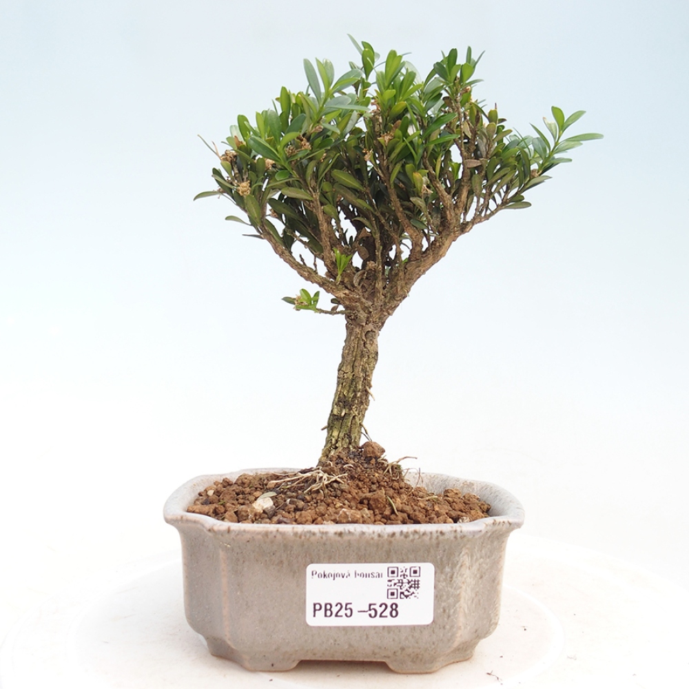 Pokojová bonsai - Buxus harlandii - korkový buxus