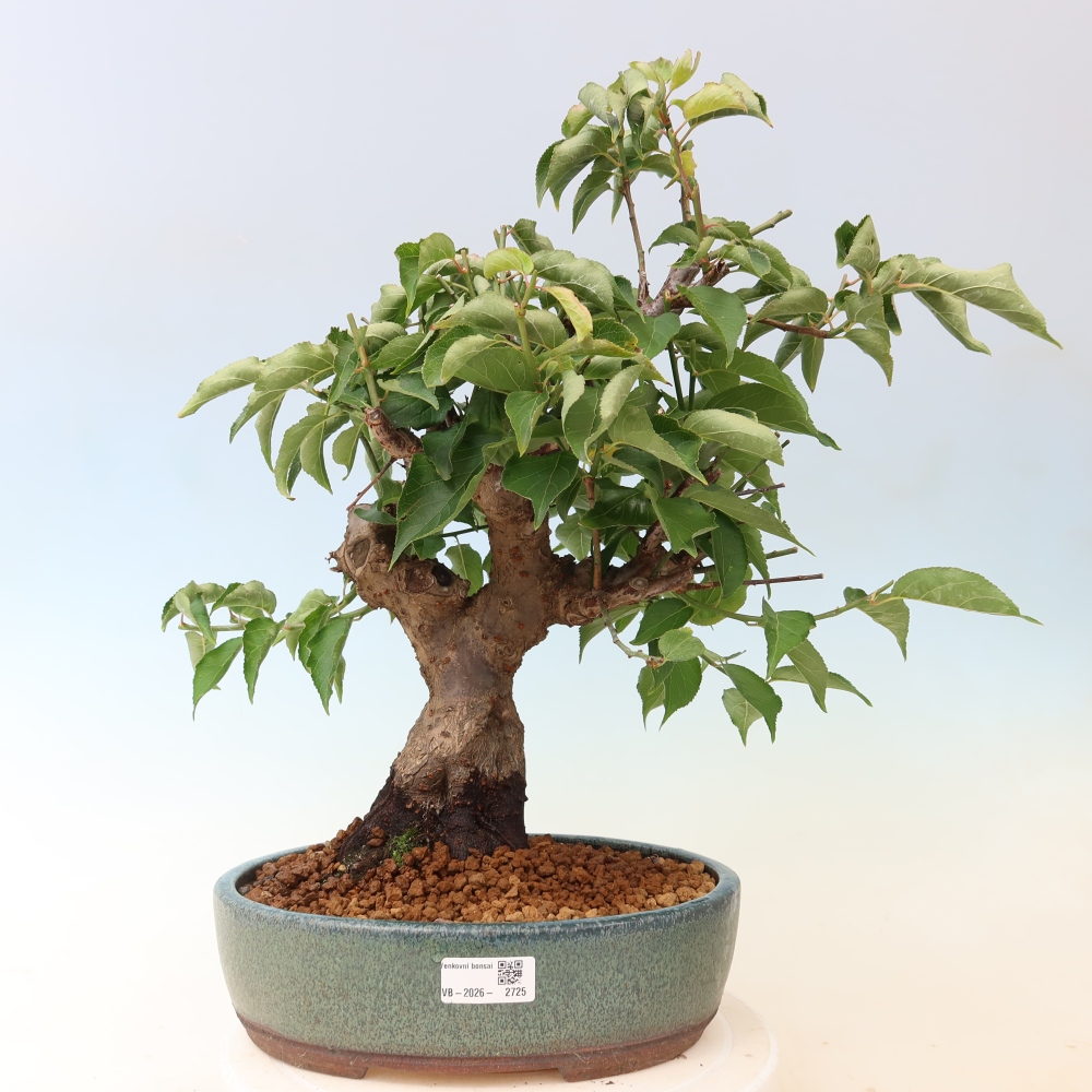 Venkovní bonsai -Japonská meruňka - Prunus Mume