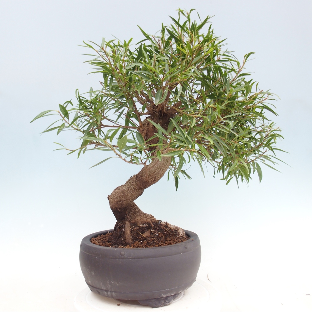 Pokojová bonsai - Ficus nerifolia -  malolistý fíkus