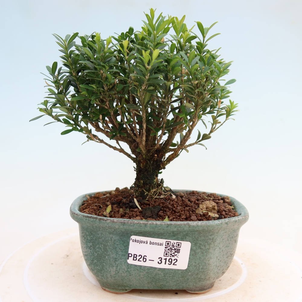 Pokojová bonsai - Buxus harlandii -korkový buxus
