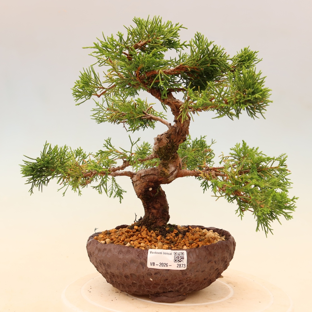 Venkovní bonsai - Juniperus chinensis Itoigawa -Jalovec čínský