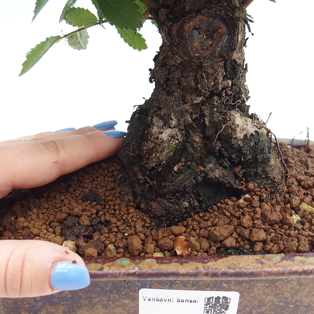 Venkovní bonsai - Zelkova - Zelkova NIRE