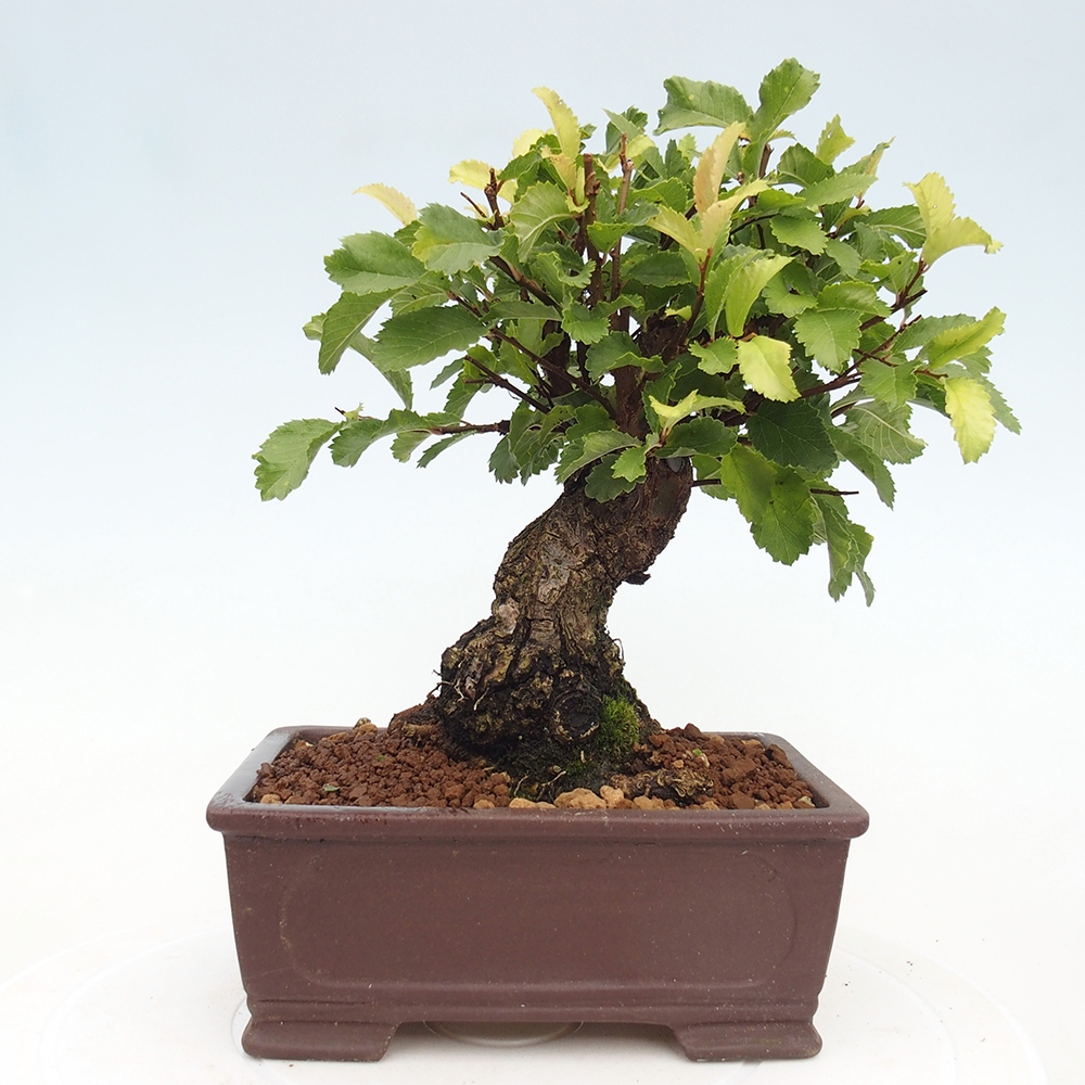 Venkovní bonsai - Zelkova - Zelkova NIRE
