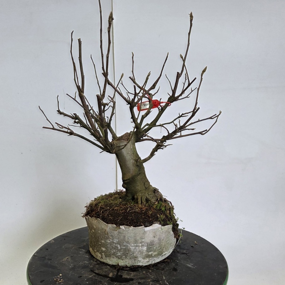 Venkovní bonsai - magnolia - Šácholan