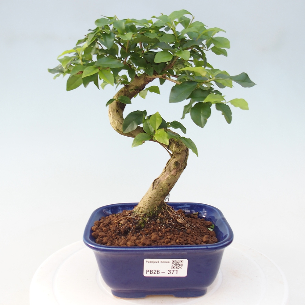 Pokojová bonsai -Ligustrum chinensis - Ptačí zob