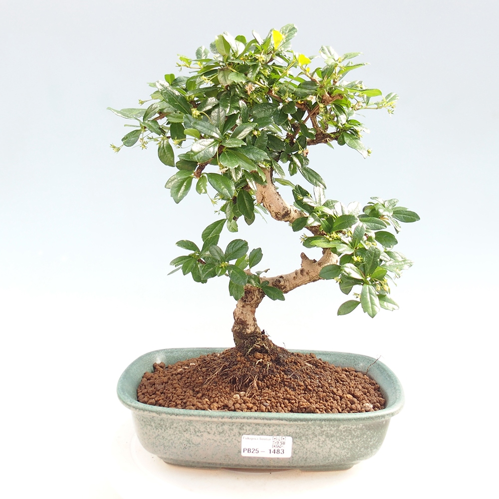 Pokojová bonsai - Carmona macrophylla - Čaj fuki