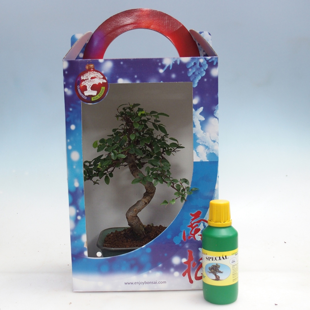 Pokojová bonsai v dárkové krabičce Ulmus parvifolia - Jilm čínský