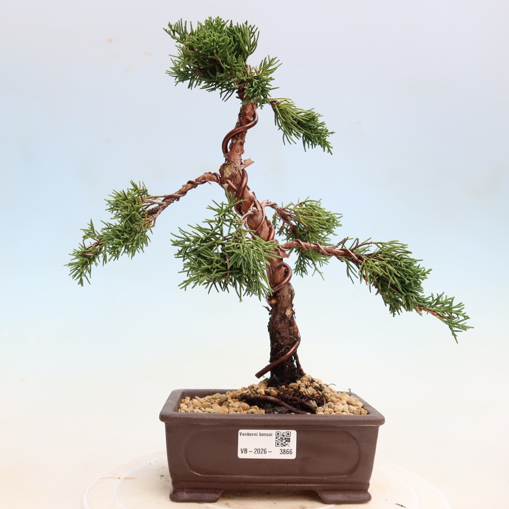 Venkovní bonsai - Juniperus chinensis Kishu -Jalovec čínský
