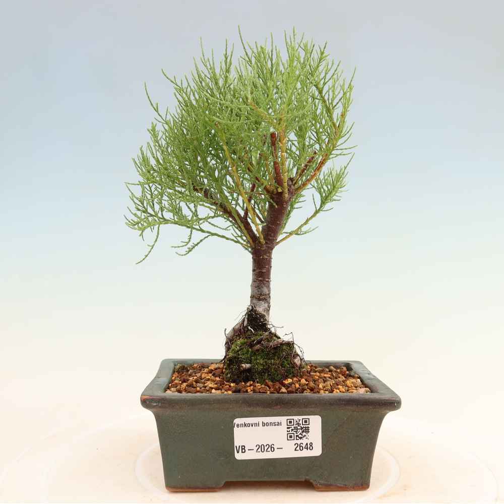 Venkovní bonsai - Tamaryšek - Tamarix