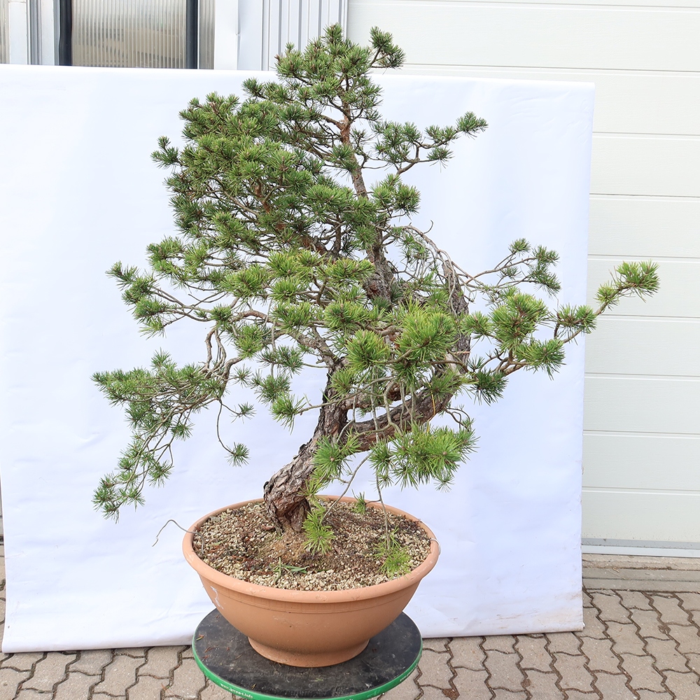 Pinus sylvestris Španělsko - borovice lesní