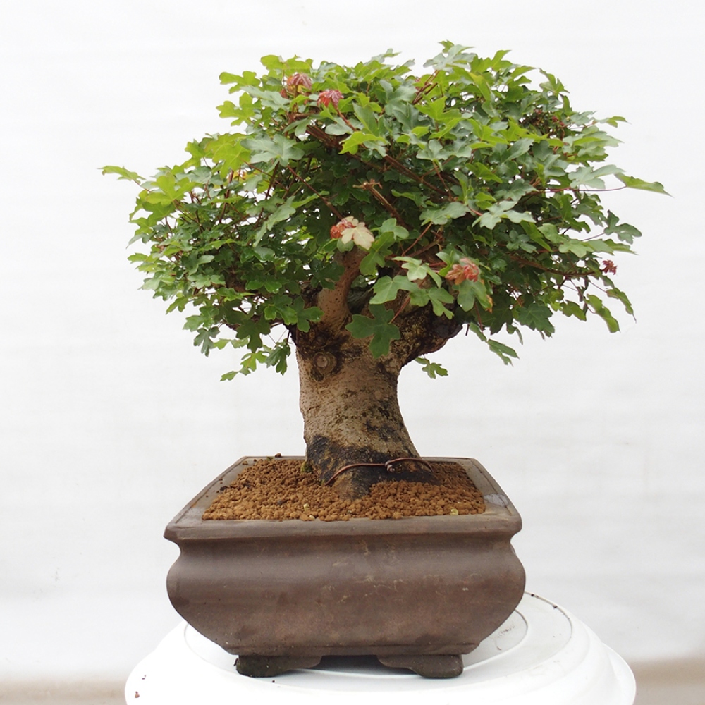 Venkovní bonsai - Javor Francouzský - Acer Nonspessulanum