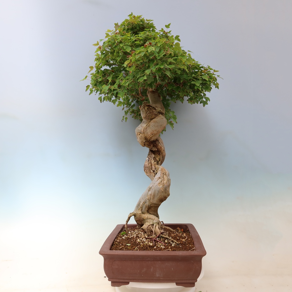 Venkovní bonsai - Acer Buergerianum - Javor Burgerův