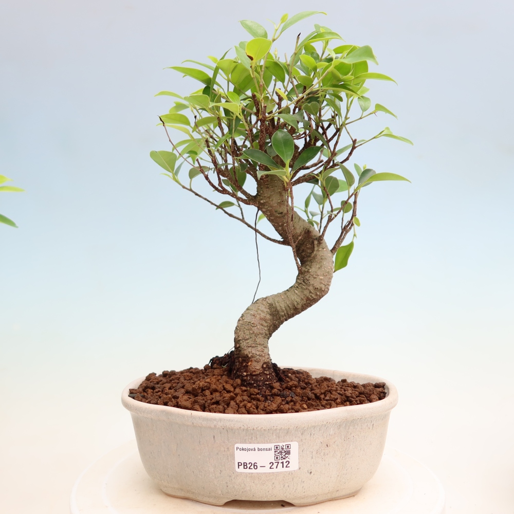 Pokojová bonsai - Ficus kimmen -  malolistý fíkus