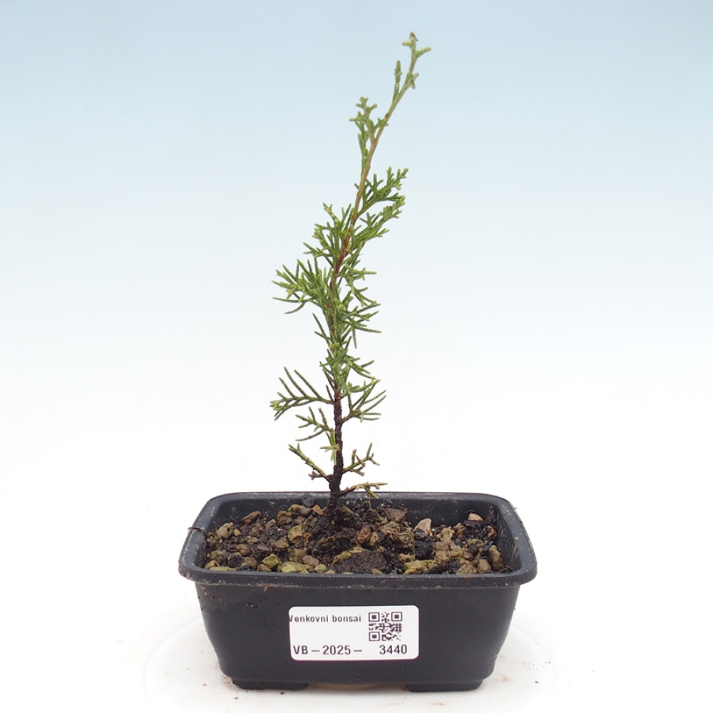 Venkovní bonsai - Juniperus chinensis Itoigawa -Jalovec čínský