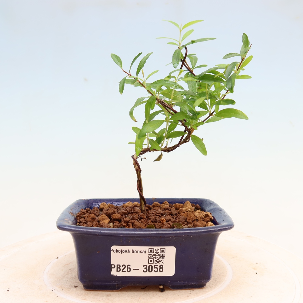 Pokojová bonsai-PUNICA granatum nana-Granátové jablko