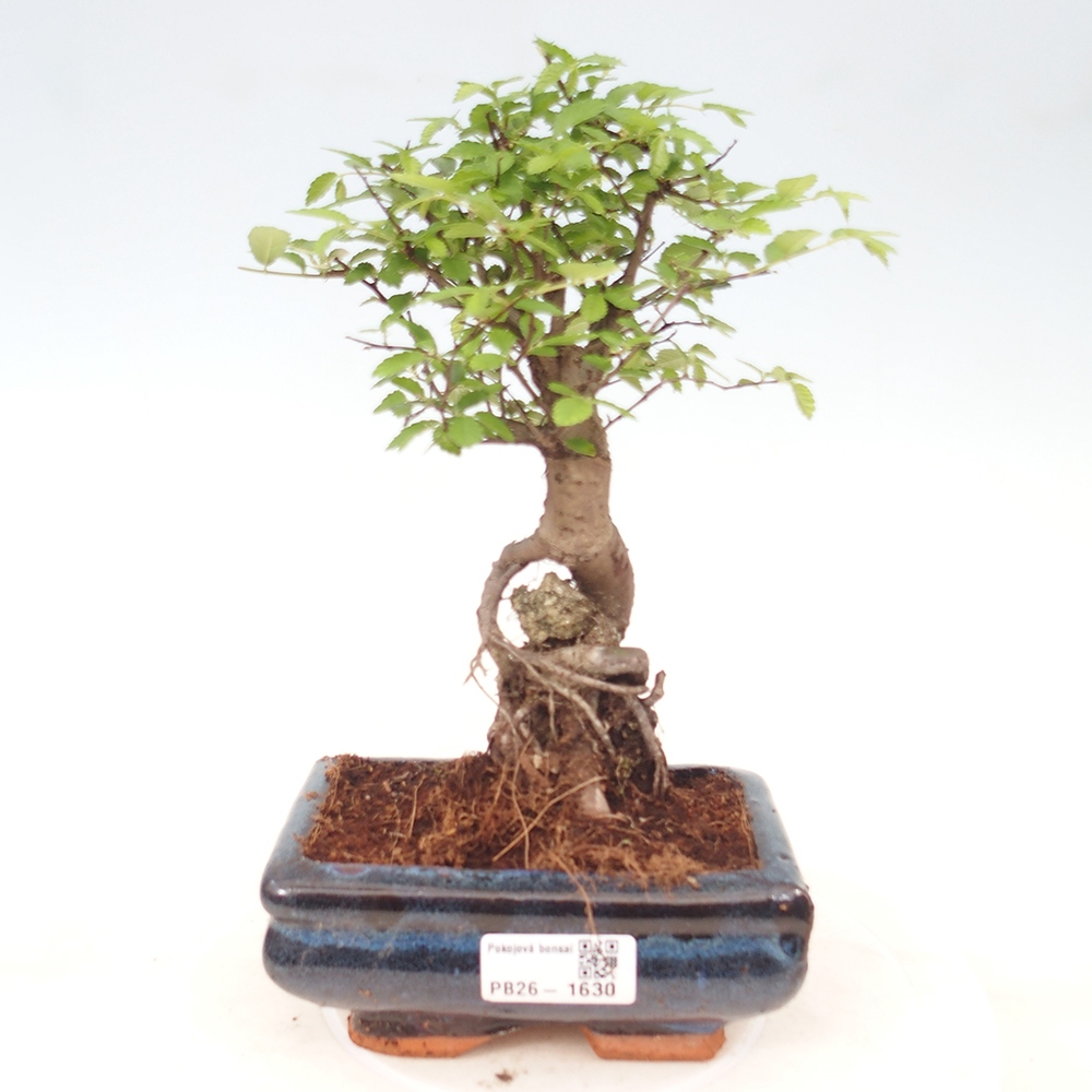 Pokojová bonsai - Ulmus parvifolia - Malolistý jilm