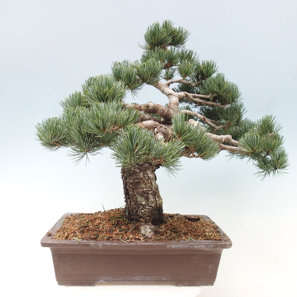 Venkovní bonsai - Pinus parviflora - Borovice drobnokvětá