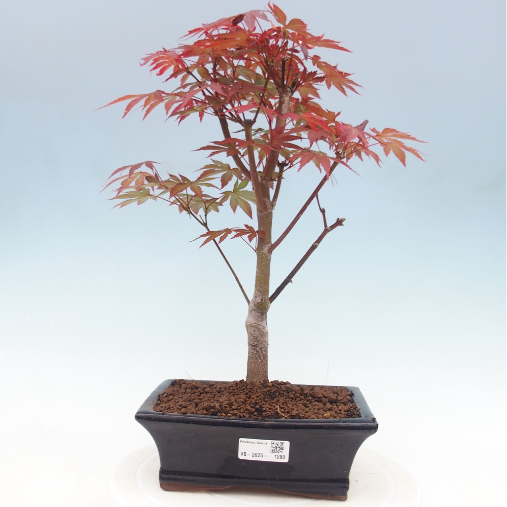 Venkovní bonsai - Acer palm. Atropurpureum-Javor dlanitolistý