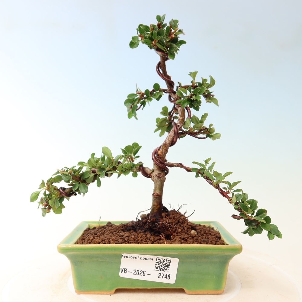 Venkovní bonsai - Cotoneaster horizontalis - Skalník