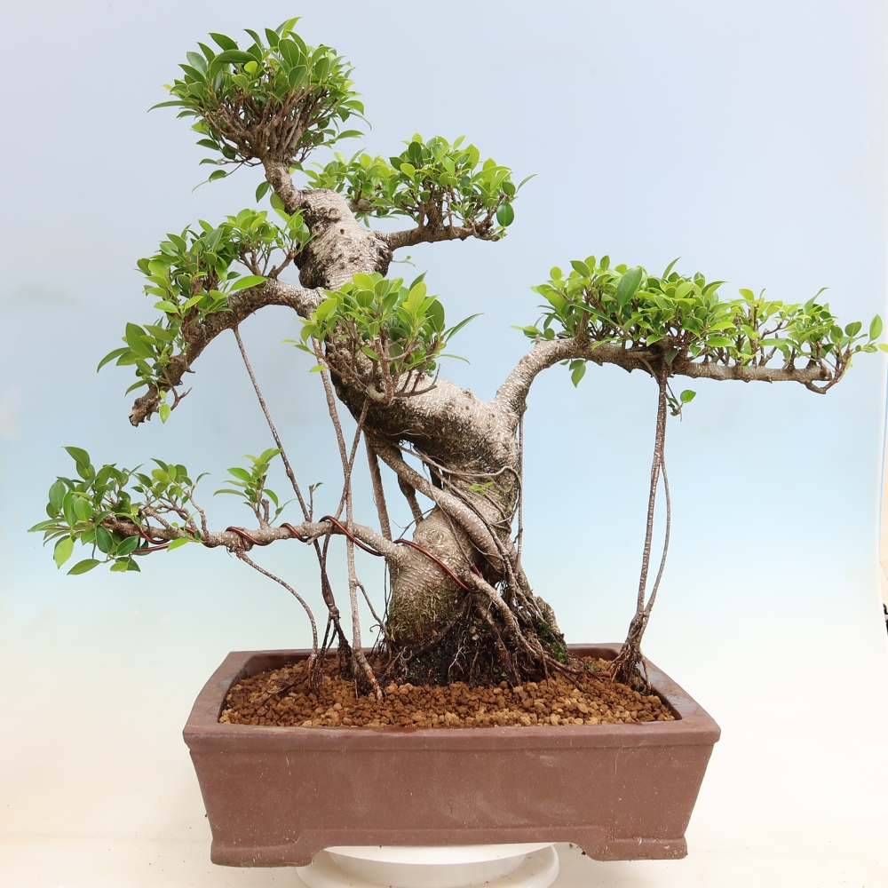 Pokojová bonsai - Ficus kimmen -  malolistý fíkus