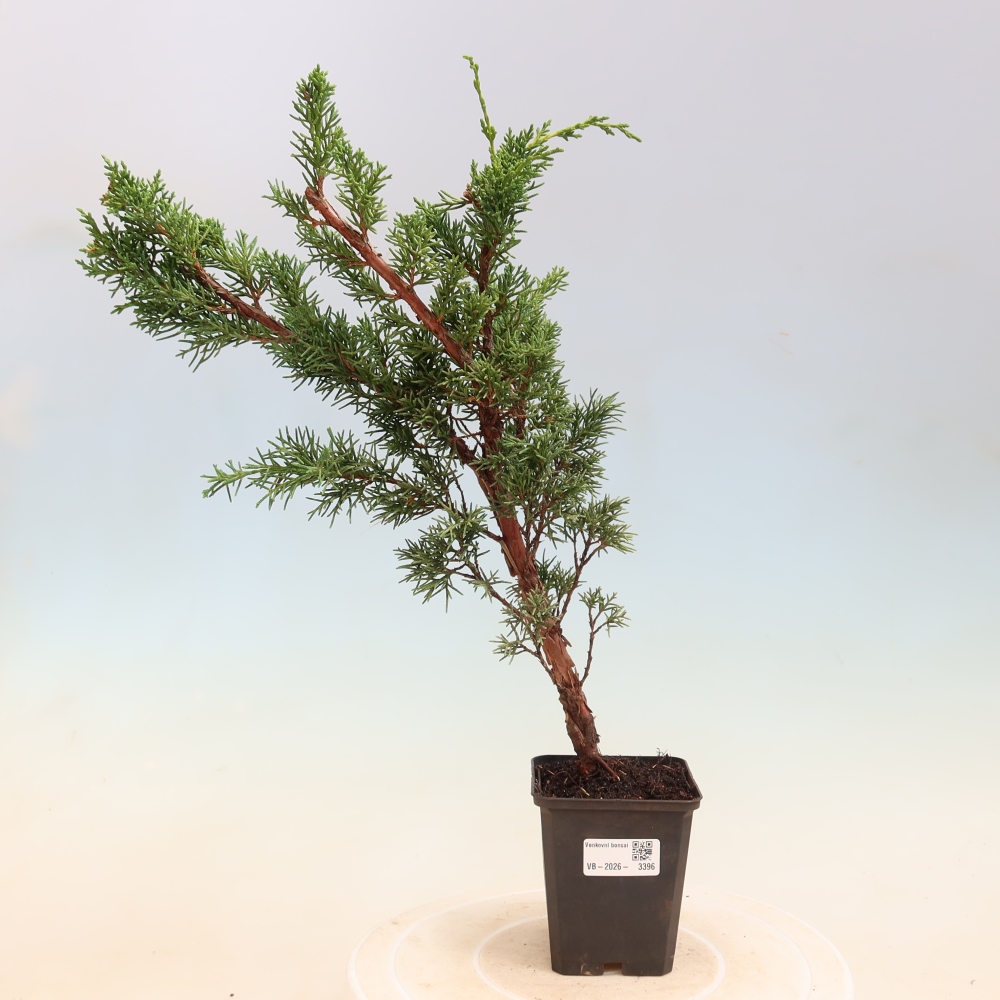 Venkovní bonsai - Juniperus chinensis Kishu -Jalovec čínský