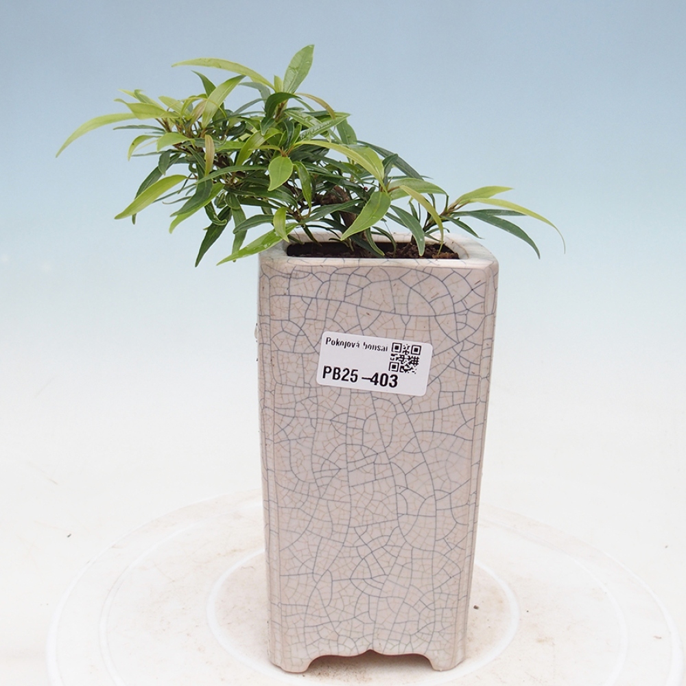 Pokojová bonsai - Ficus nerifolia -  malolistý fíkus