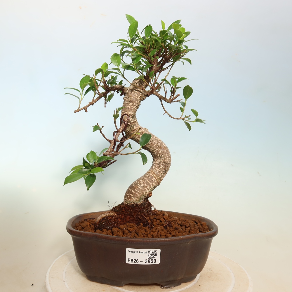 Pokojová bonsai - Ficus kimmen -  malolistý fíkus