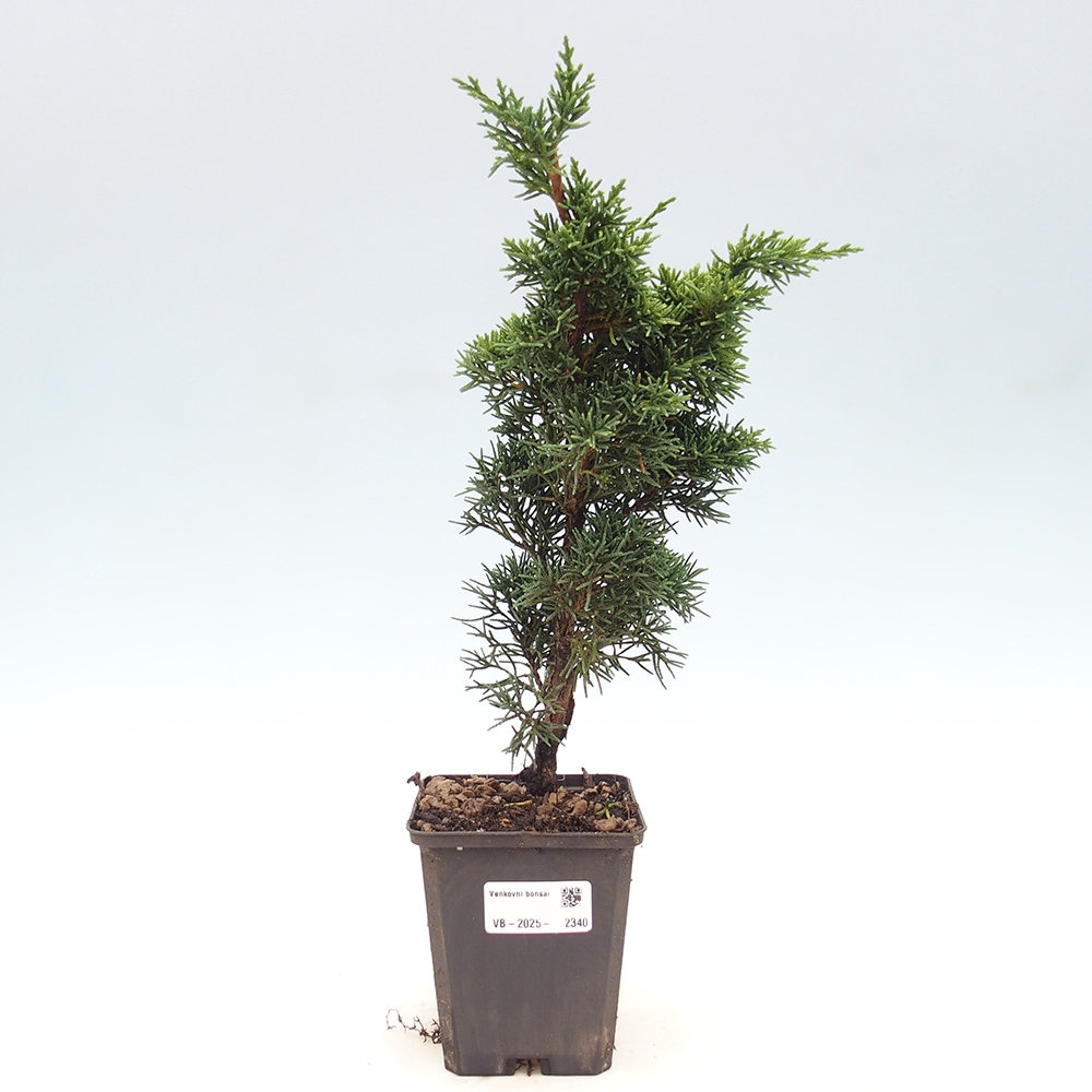 Venkovní bonsai - Juniperus chinensis Kishu -Jalovec čínský
