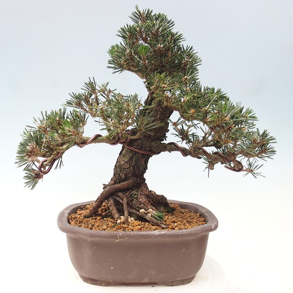 Venkovní bonsai - Pinus thunbergii Kotobuki - Borovice thunbergova