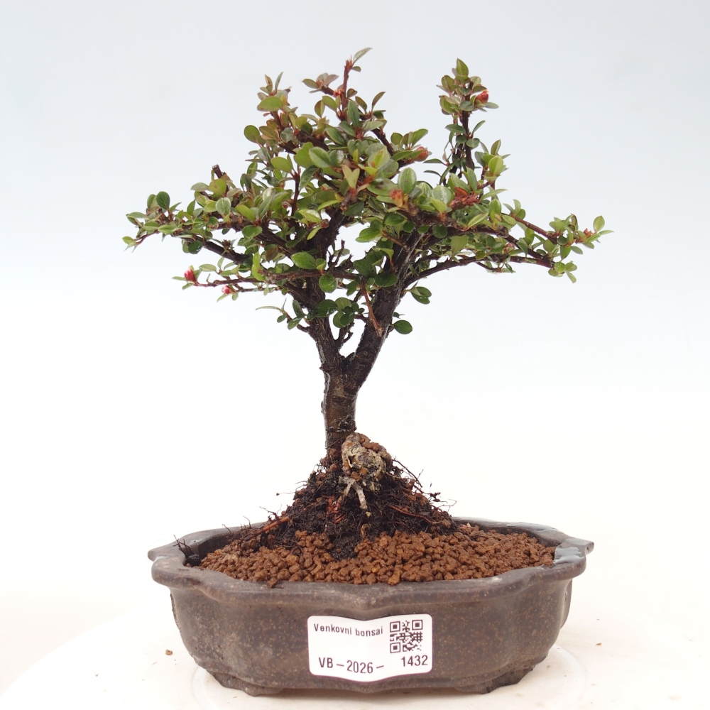 Venkovní bonsai - Cotoneaster horizontalis - Skalník