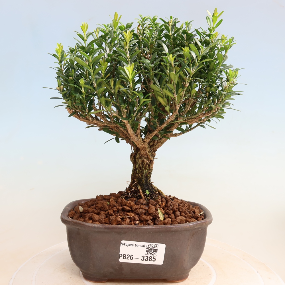 Pokojová bonsai - Buxus harlandii -korkový buxus