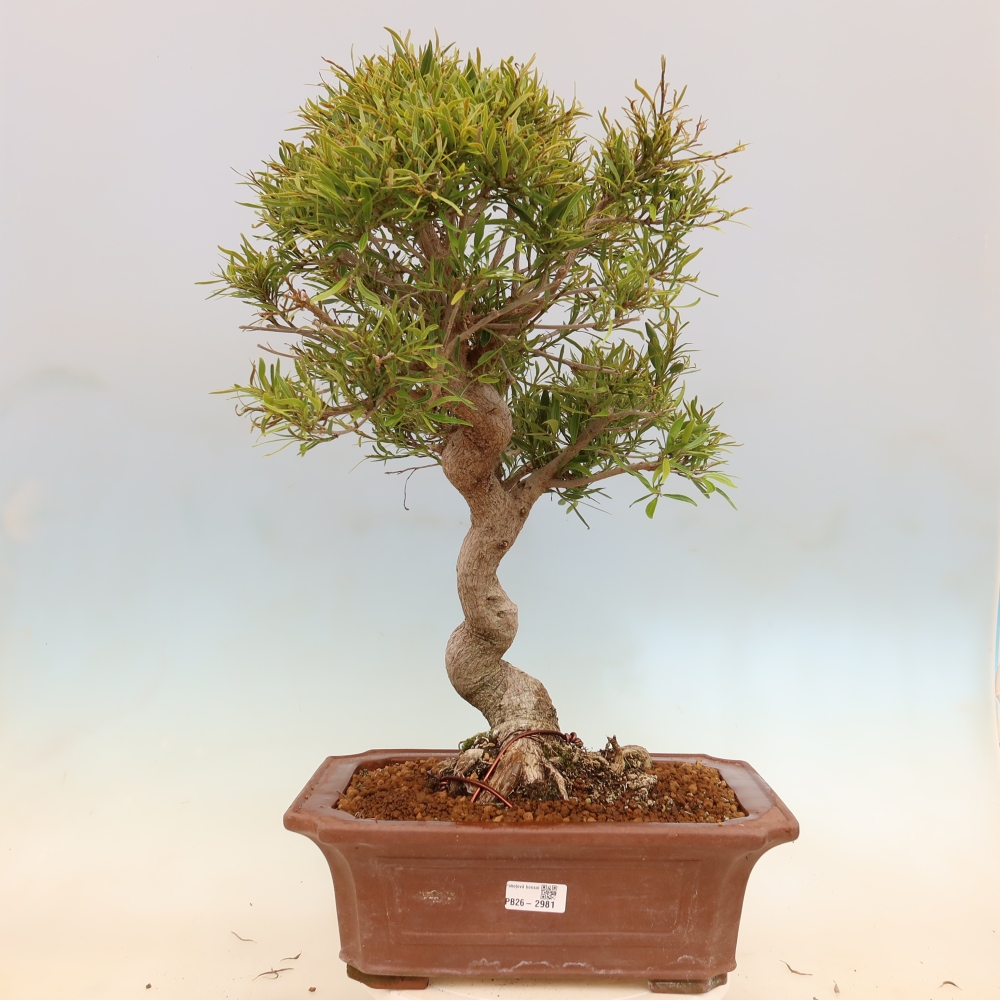 Pokojová bonsai - Ficus nerifolia -  malolistý fíkus