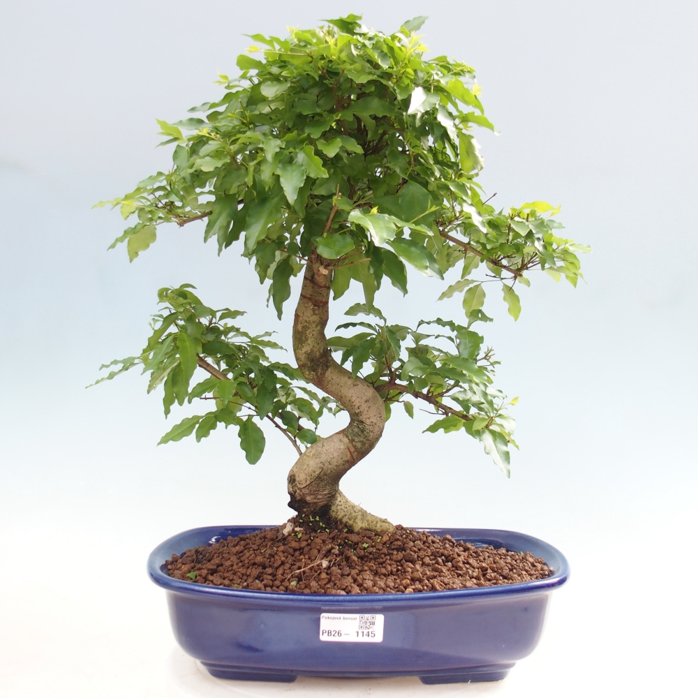 Pokojová bonsai -Ligustrum chinensis - Ptačí zob