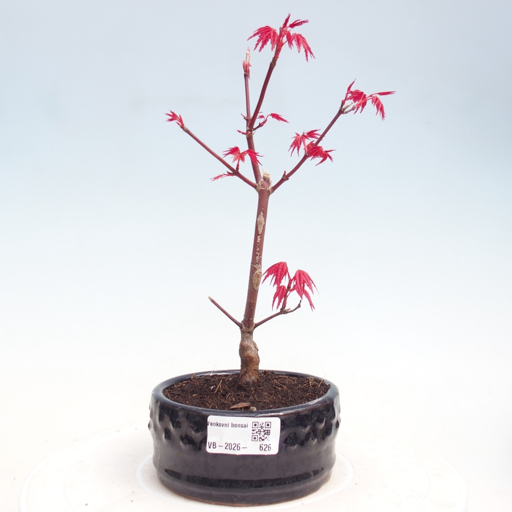 Venkovní bonsai - Javor dlanitolistý - Acer palmatum DESHOJO