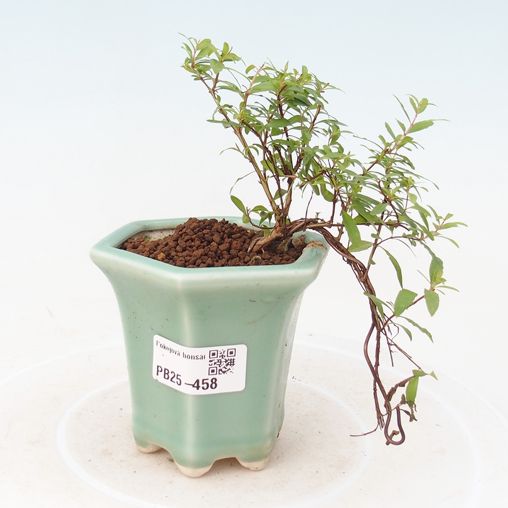 Pokojová bonsai-PUNICA granatum -Granátové jablko